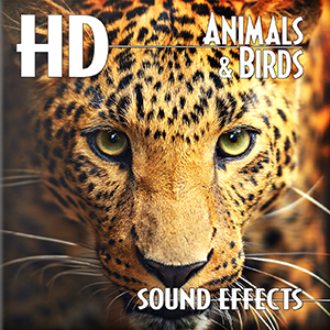 HD ANIMALS BIRDS