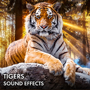 TIGERS SOUND EFFECTS