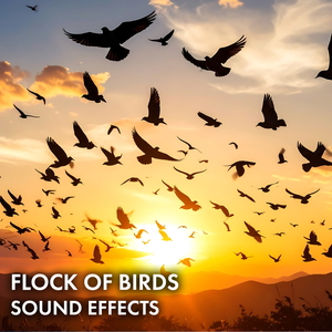 Flock of Birds Sound Effects